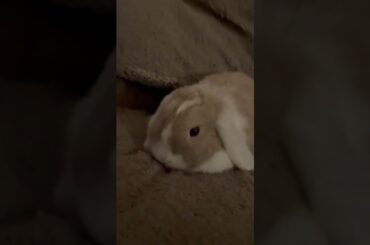 Cute Bunny!!!