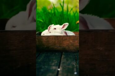 Funny and cute rabbit A beautiful moment #shorts #animal #hematech joy
