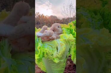 Awwo so cute bunny #shorts #pet #funny #ytshorts #bunny #rabbit