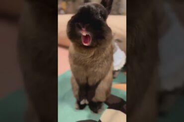 cute rabbit crying #shorts #pets #subscribe #viralshorts #rabbit