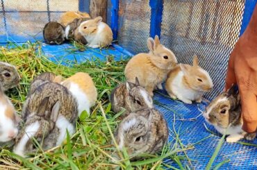 Very Cutest Animals - Baby Bunnies / Baby Rabbits #babies #cute