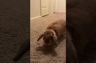 Cute bunny!