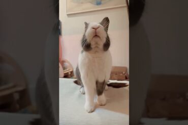 Cute Rabbit #short #shorts #viralshorts #youtubeshort #pet #pets #viral #youtube #ytshorts #animal