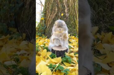 Cute Rabbit #short #shorts #viral #viralshorts #viralvideo #shortsvideo #ytshorts #youtube #cute#pet
