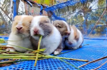 Cute Baby Rabbits Playing, Feeding activities | baby bunny rabbit eating View