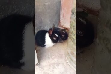 Cute baby bunny#shorts