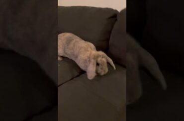 My couch!!!!! Cute bunny!!!