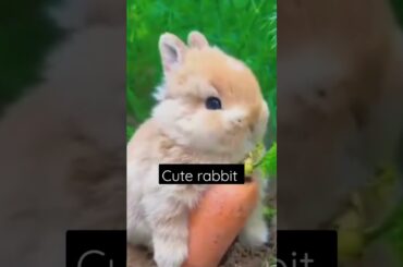 cute rabbit grass|| #cats #youtubeshorts #kitten #pets #animal #cat #wild