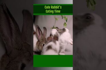 Cute Rabbit's Eating Time