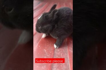cute bunny #shorts #shortvideo #viral #bunny