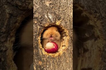 Cute Baby Rabbit #shorts  #rabbit  #bunnybaby