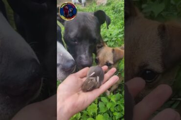 Dogs love cute bunny #shorts#pets#cutebunny#dogs