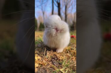 cute bunny #shorts #youtubeshorts #bunny #rabbit #pets