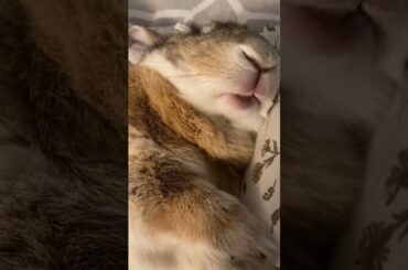 Cute Rabbit Sleeping #animal #short #pets #shorts #pet #cutebunny #rabbit #viral #animals #bunny
