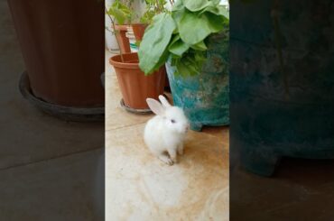 smart cute rabbit eating spinach in standing #shorts #shot #cute  #rabbit #bunny #viral #spinach