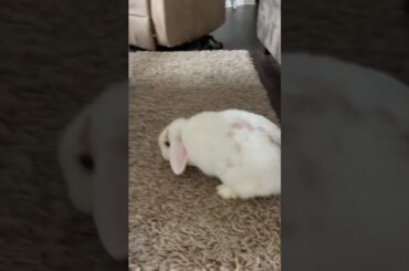 Cute bunny running around!!!