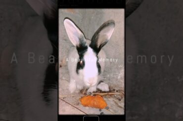 Cute baby Rabbit #short #youtubeshorts