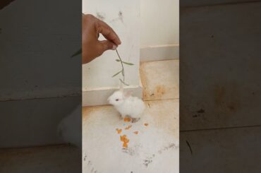 cute rabbit #shorts  #cute #bunny #rabbit #animals #animal #viral  #viralvideo #trending #trend