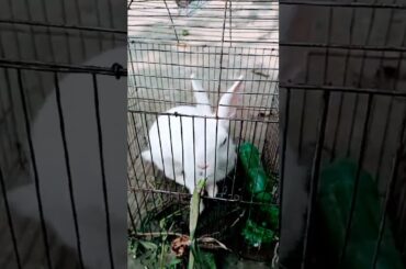 Funny Natural Rabbit 23#shorts #rabbit #bunny #pet #pets#animal#animals#viral#short#trending#nature