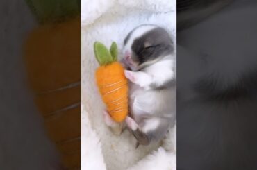 Newborn Baby Rabbit #shorts #shorts #short #short #viral #viral #ytshorts #viralshorts #shortsvideo