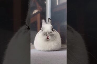Cute Bunny #short #shorts #animal #youtubeshort #viral #viralshorts #ytshorts #youtube #pet #pets
