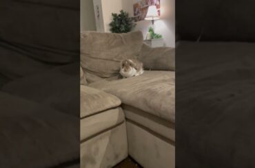Cute bunny on the couch!!!