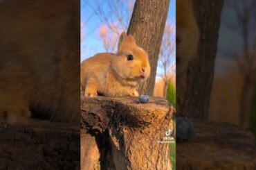 Cute Bunny ! #bunny #rabbit #cutenbunny #pet #shorts #pets #cuteanimals
