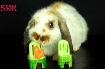 Muckbang Cute bunny Eating carve chair fruit ASMR