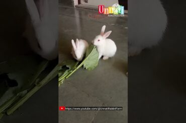 My Cute Rabbit Bunnies #shorts #rabbit #bunnies