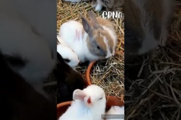 Cute Rabbit | Bunny #shorts #youtubeshorts #viral