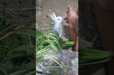 cute baby rabbit #rabbi#shorts#youtubeshorts #short