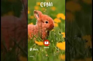 Cute Rabbit | Bunny #shorts #youtubeshorts #viral