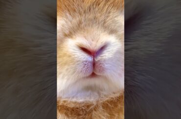 Cute Baby Rabbit #short #shorts #rabbit #bunny #animal #animals #pet #pets #cuteanimals #cute #baby