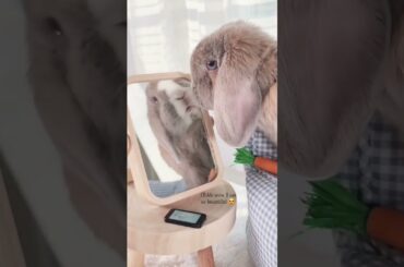 cute bunny video #shorts #rabbitfun2k #rabbit #adoptme