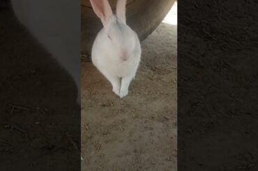 cute rabbit walking #short