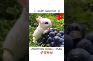 Cute Baby Rabbit Eating #short #shorts #rabbit #bunny #animal #viralvideo #viral #animals #pets #pet