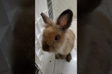 Funny and Cute Bunny Rabbits | Super Cute Lionhead Bunny #shorts