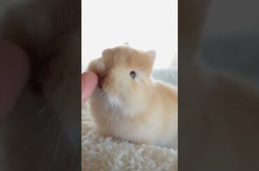 Baby Rabbit Licking Finger #short #shorts #viral #viralshorts #viralvideo #animal #pets #pet #cute