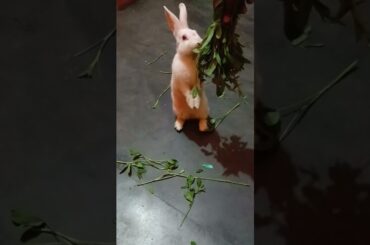 cute rabbit, A beautiful moments #shorts #video # rabbit #123go #asmr nourriture #california