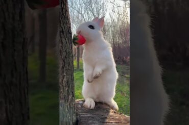 Cute Bunny Eating Strawberry | Cute Baby Bunny #Shorts #subscribe #pets