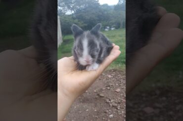 Cute rabbit/cute bunny cute