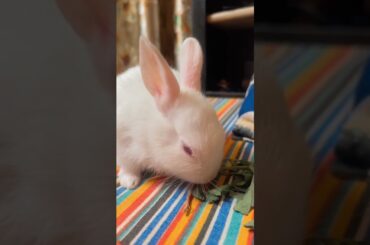 Cute rabbit baby’s #short #shorts #cuterabbit #babyrabbit #rabbit #hunnybunny #rabbits #krishna
