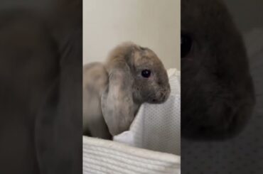 Cute bunny in basket!!!!!