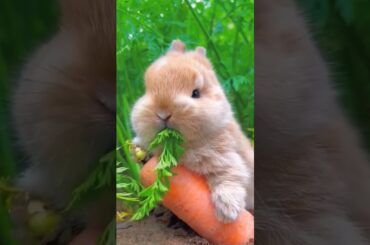 Cute Rabbit With Carrot #shorts #viral #trending