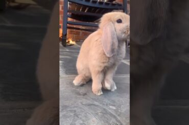 Cute Bunny #short #shorts #pet#pets #animal #youtubeshort #viral #viralshorts #shortsvideo #ytshorts