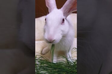 Bunny video cute rabbit video #shorts #rabbit #bunny #pets #asmr @animalplanet1896 @growlife