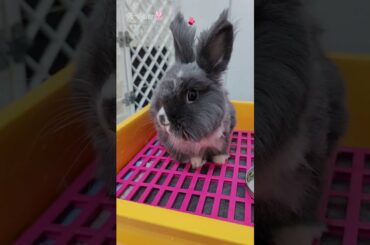 Funny and Cute Bunny Rabbit Videos Channel #shorts #bunny #rabbit