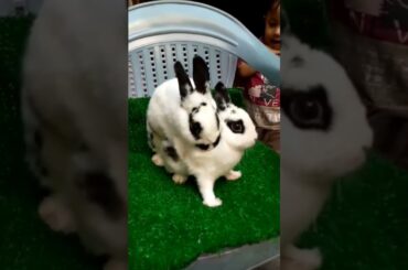 male is trying to mate | cute rabbit