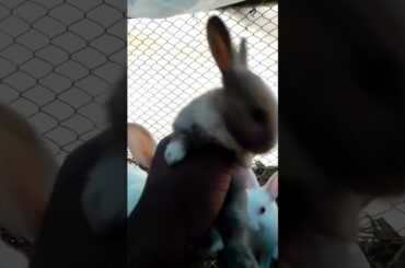 Cute bunny #pets #bunny #shortvideo #short