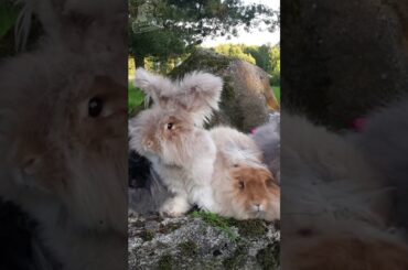 So cute rabbit #shorts